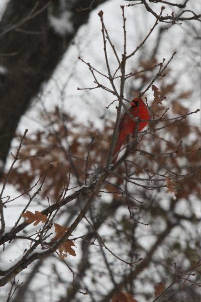 djl_20091224_3018